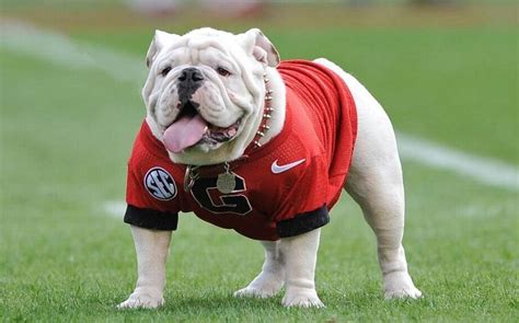 Georgia bulldogs mascot name